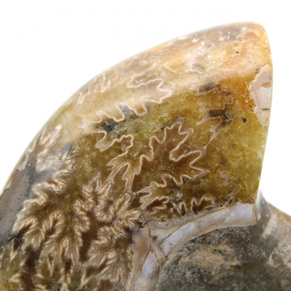 Fossile d'ammonite une pièce