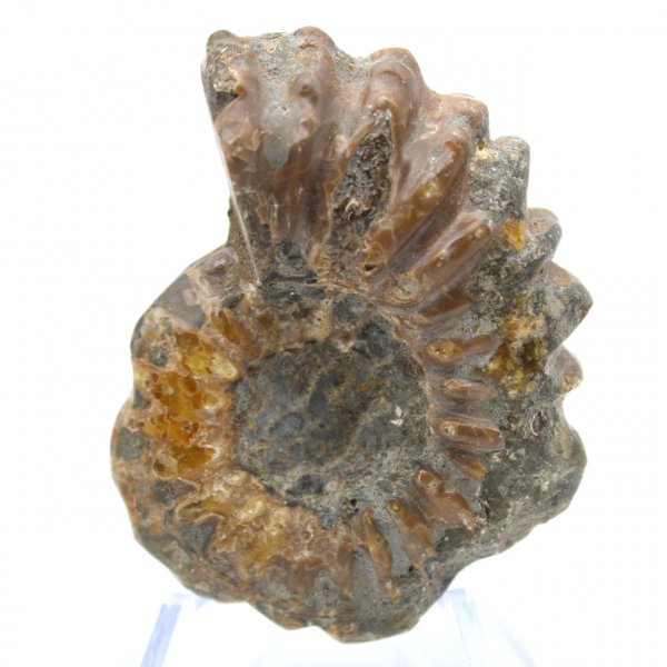 Ammonite