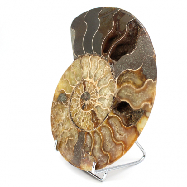 Ammonite