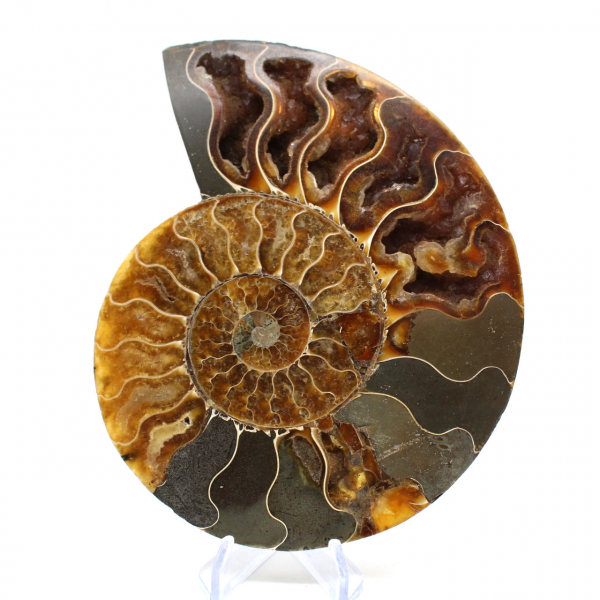 Ammonite fossilisée polie