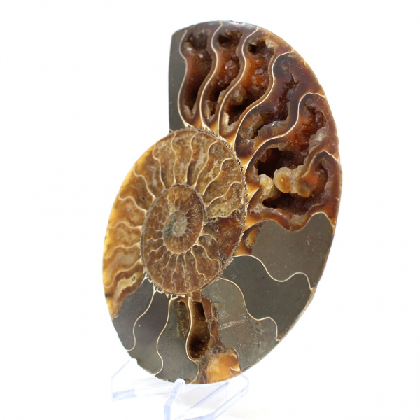 Ammonite fossilisée polie