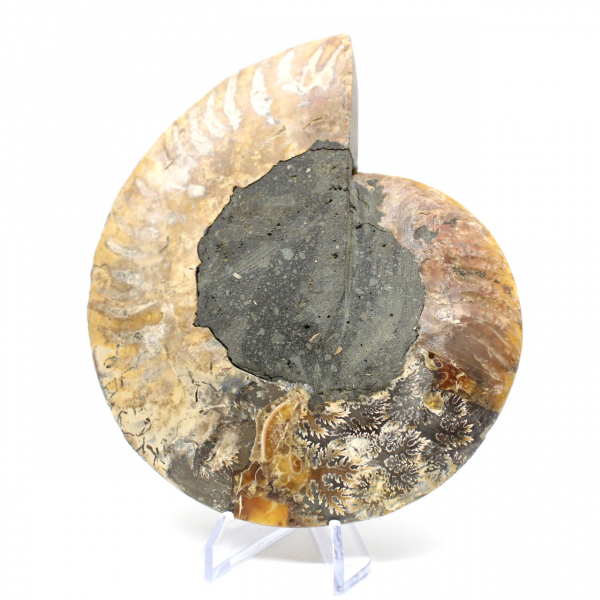 Ammonite fossilisée polie