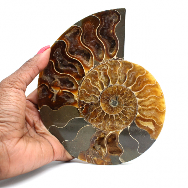 Ammonite naturelle fossile