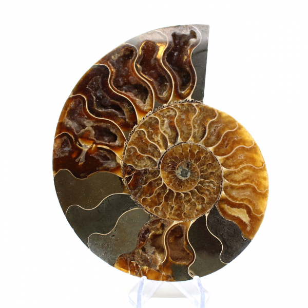 Ammonite naturelle fossile