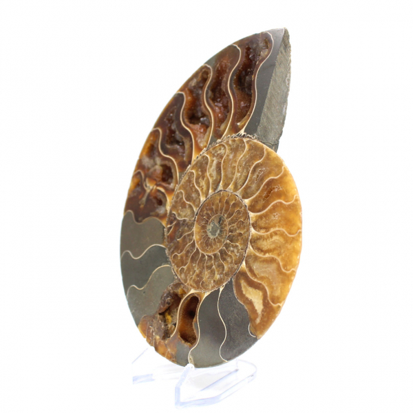 Ammonite naturelle fossile