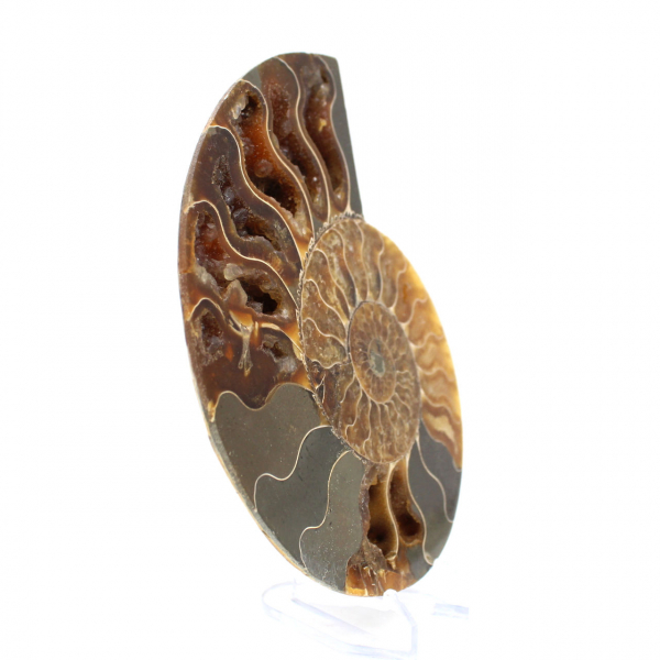 Ammonite naturelle fossile