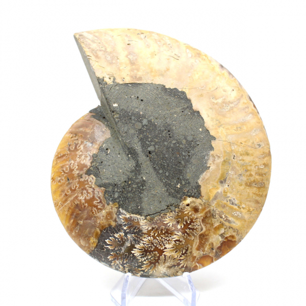 Ammonite naturelle fossile