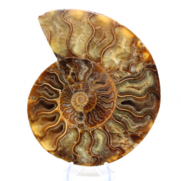 Fossile d'ammonite poli