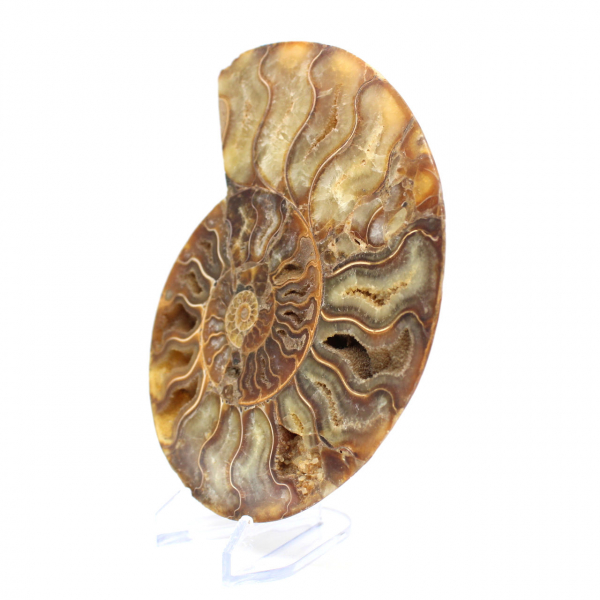 Fossile d'ammonite poli