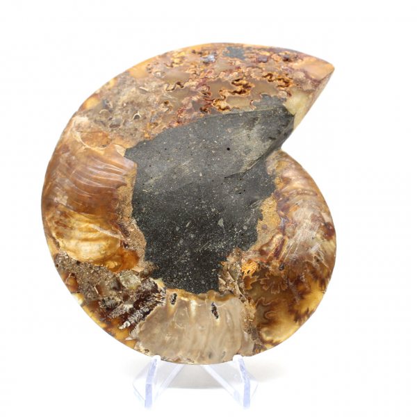 Fossile d'ammonite poli