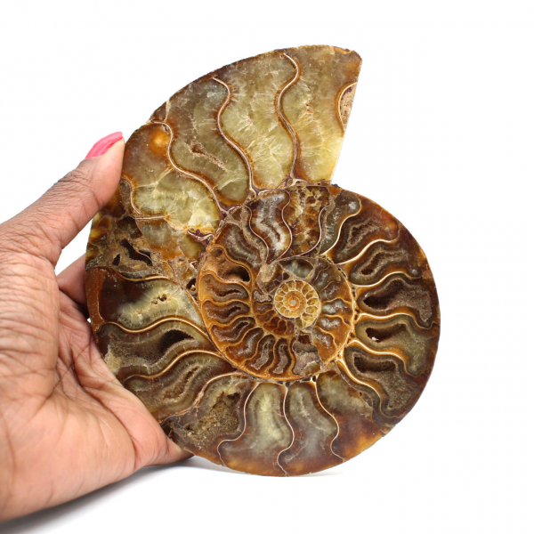 Ammonite fossile de Madagascar