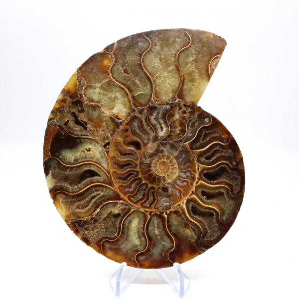 Ammonite fossile de Madagascar