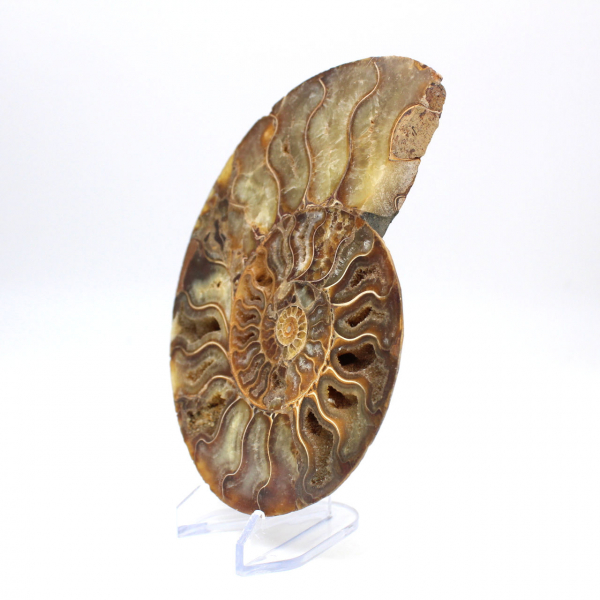 Ammonite fossile de Madagascar