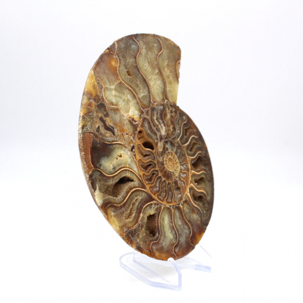 Ammonite fossile de Madagascar