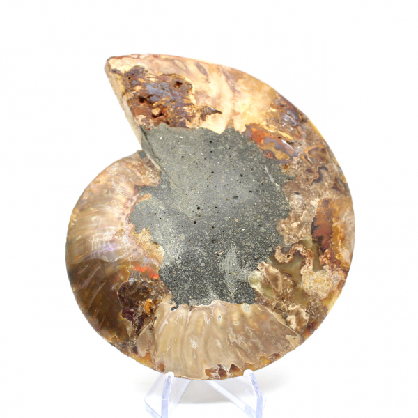 Ammonite fossile de Madagascar