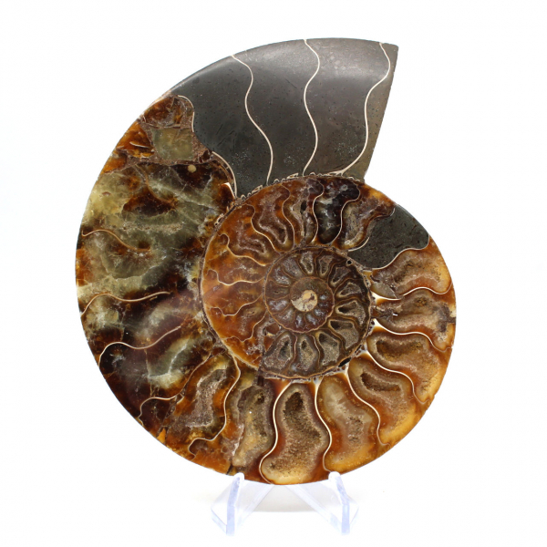 Fossile d'ammonite une pièce