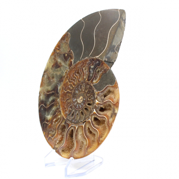 Fossile d'ammonite une pièce