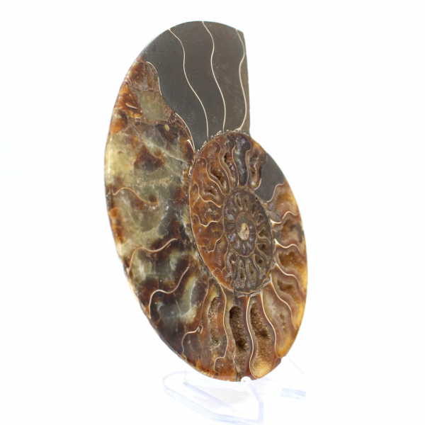 Fossile d'ammonite une pièce