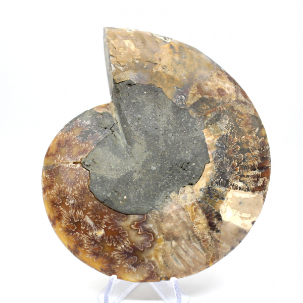 Fossile d'ammonite une pièce