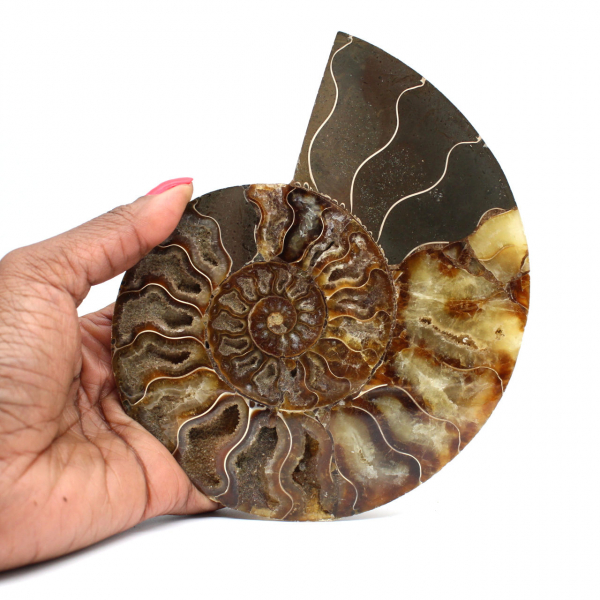 Ammonite fossile polie de Madagascar