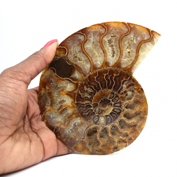 Ammonite une pièce