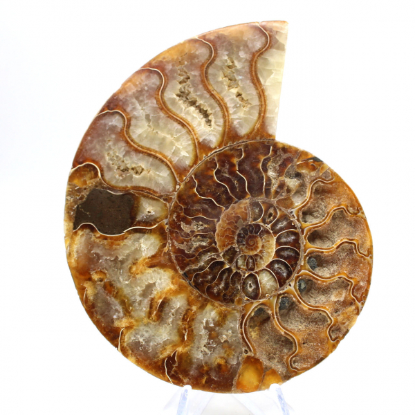 Ammonite une pièce