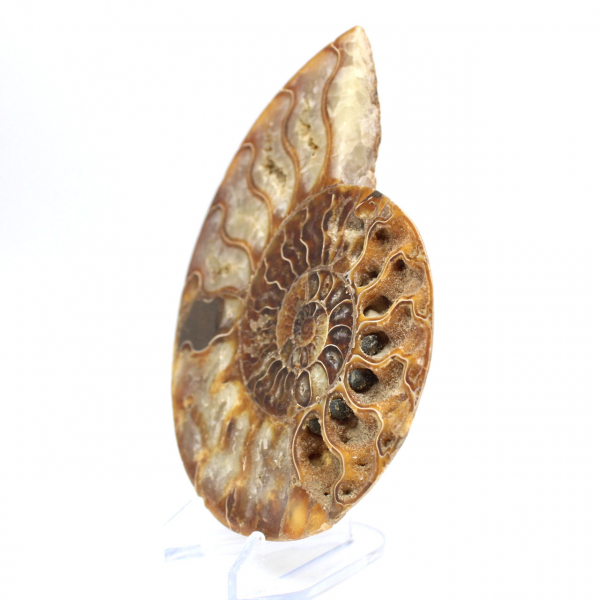 Ammonite une pièce