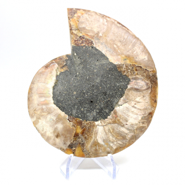 Ammonite une pièce