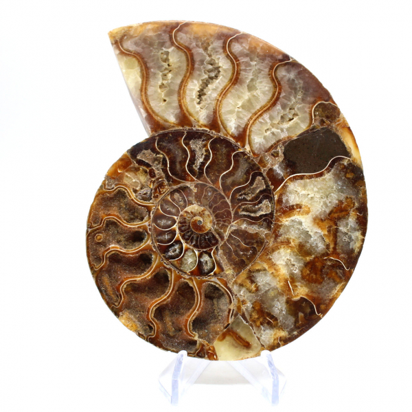 Ammonite fossilisée