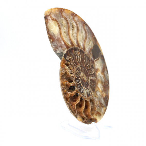 Ammonite fossilisée