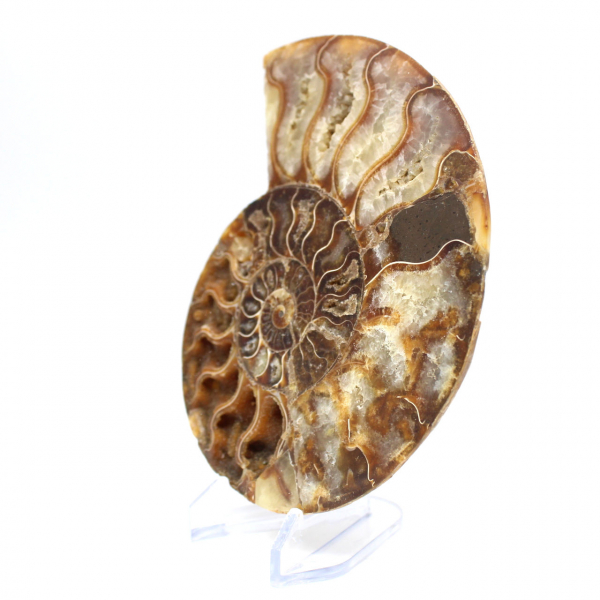 Ammonite fossilisée