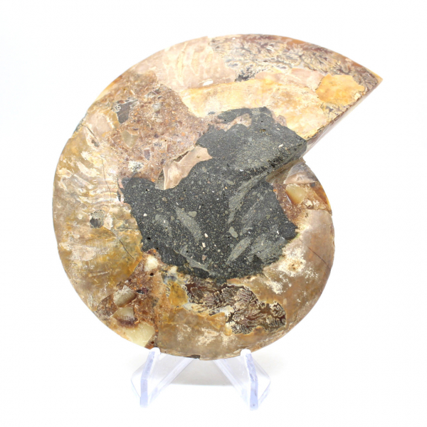 Ammonite fossilisée