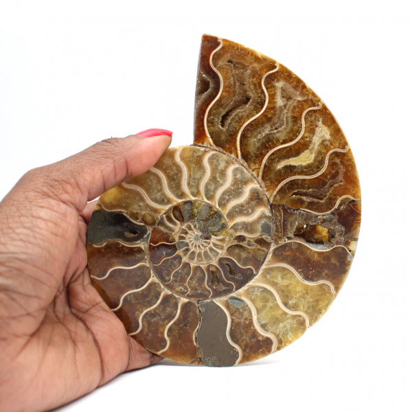 Ammonite de Madagascar