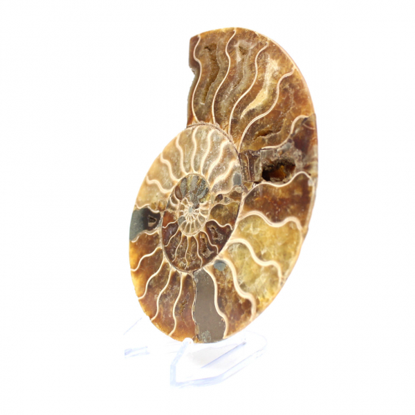 Ammonite de Madagascar