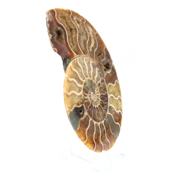 Ammonite de Madagascar