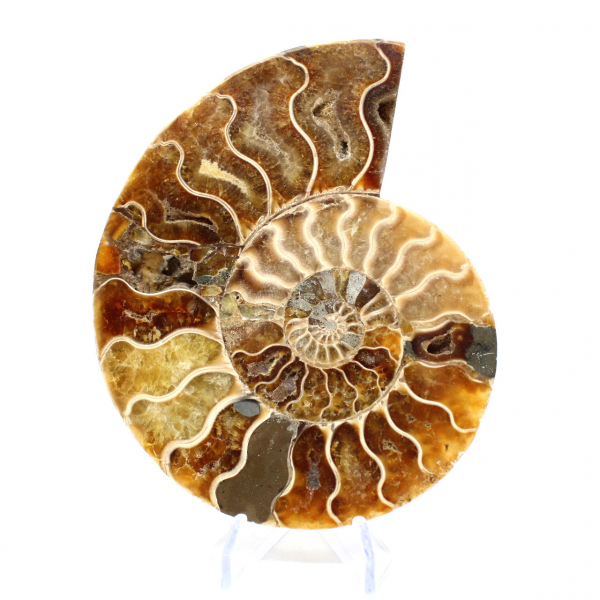 Ammonite