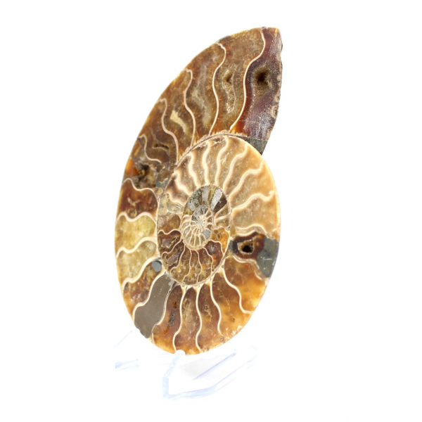 Ammonite