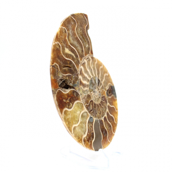 Ammonite