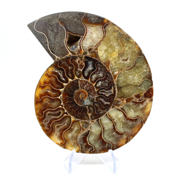 Ammonite sciée polie