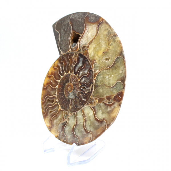 Ammonite sciée polie