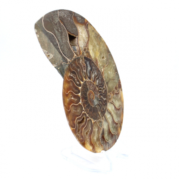 Ammonite sciée polie