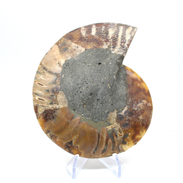 Ammonite sciée polie