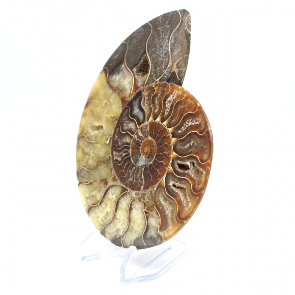 Ammonite fossilisée polie