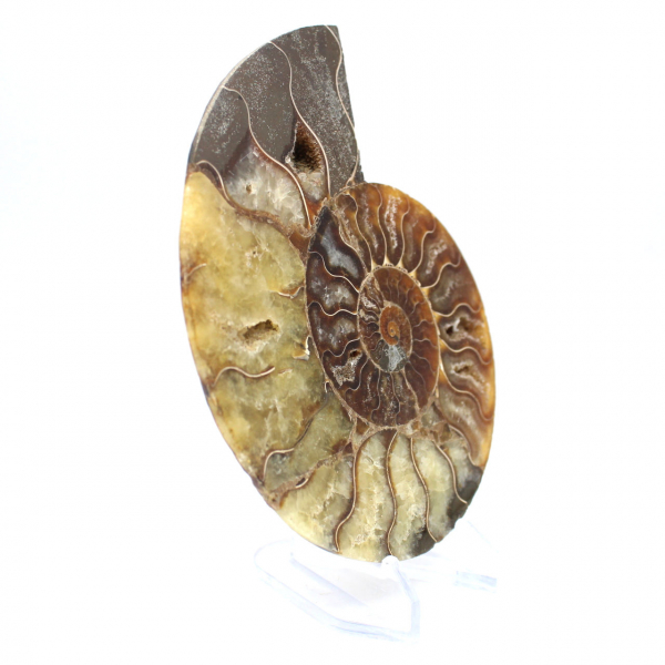 Ammonite fossilisée polie