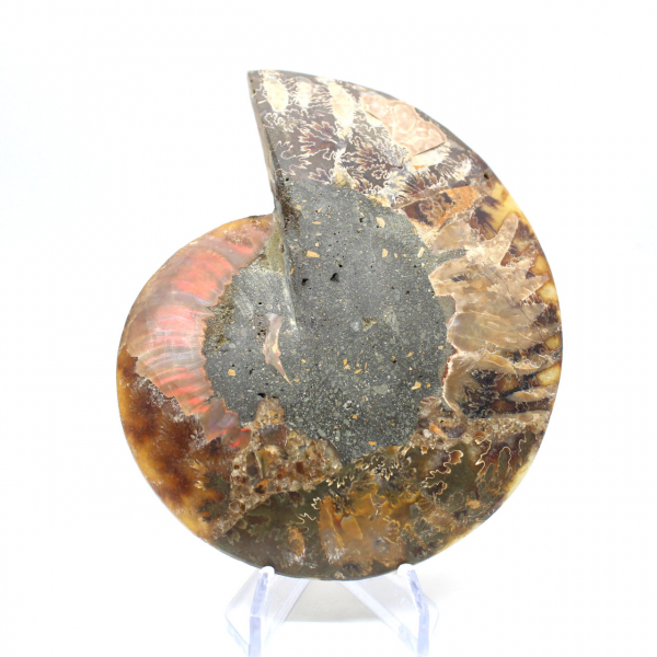 Ammonite fossilisée polie