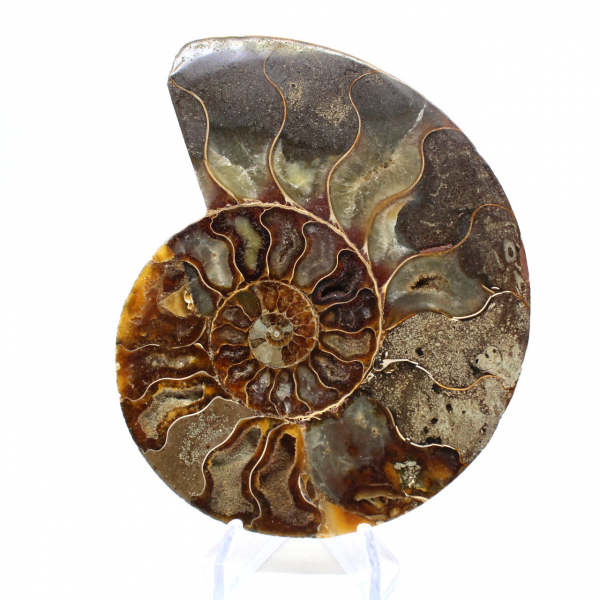 Ammonite naturelle fossile