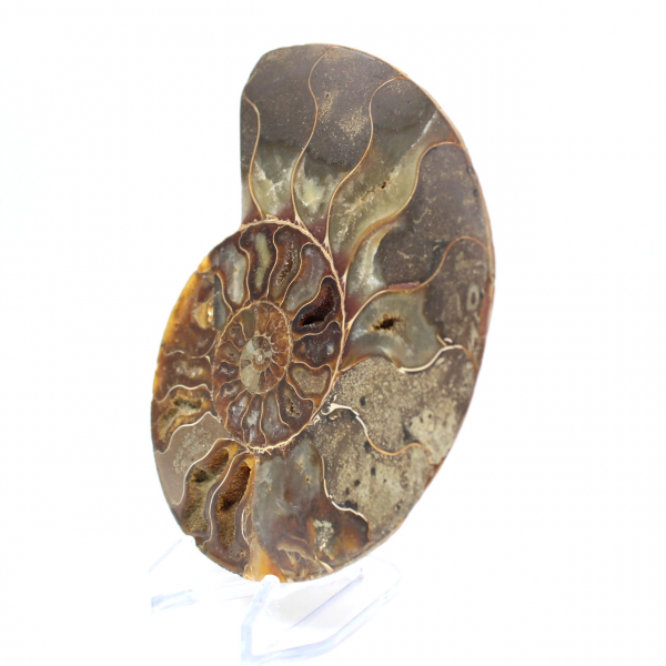 Ammonite naturelle fossile