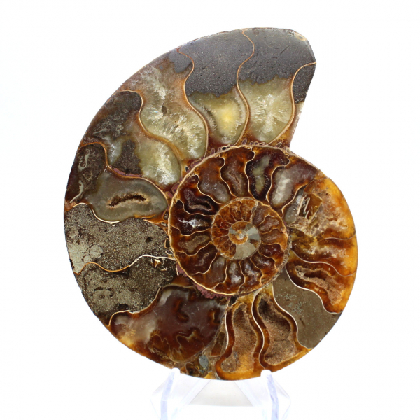 Fossile d'ammonite poli