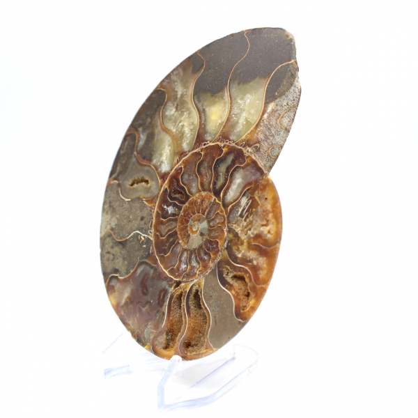 Fossile d'ammonite poli