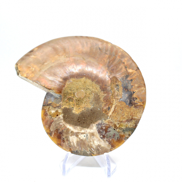 Fossile d'ammonite poli